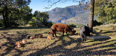 Les cochons aussi ont vue sur le lac de Tolla Les cochons aussi ont vue sur le lac de Tolla