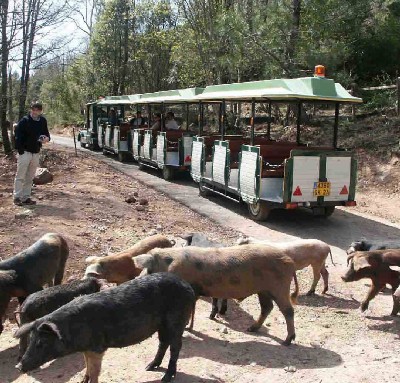 Les cochons laissent passer le train avant de traverser.