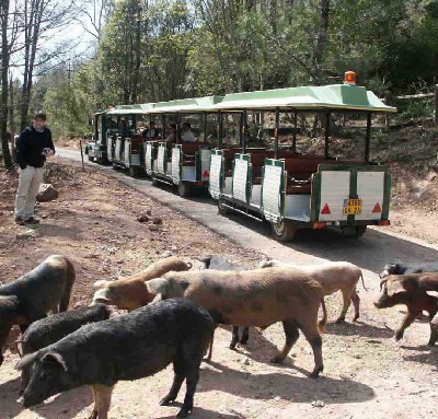 Les cochons laissent passer le train avant de traverser. Les cochons laissent passer le train avant de traverser.