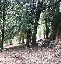 Le sentier sous les Châtaigniers. Le sentier sous les Châtaigniers.