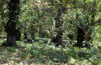 Dans la châtaigneraie. Dans la châtaigneraie.