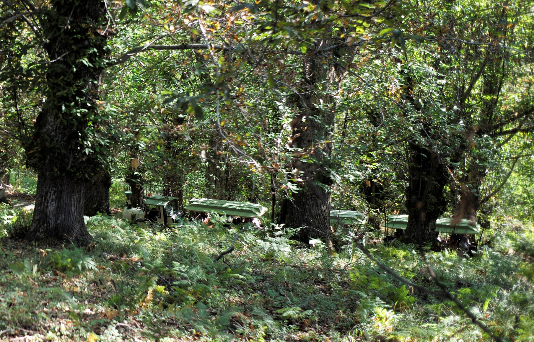 Le train dans la châtaigneraie Le train dans la châtaigneraie